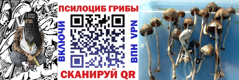 Галлюциногенные грибы мицелий  что такое   Гатчина 